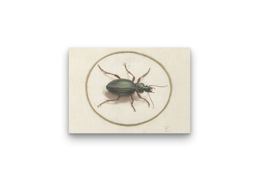 Canvas - Jan Augustin van der Goes Beetle