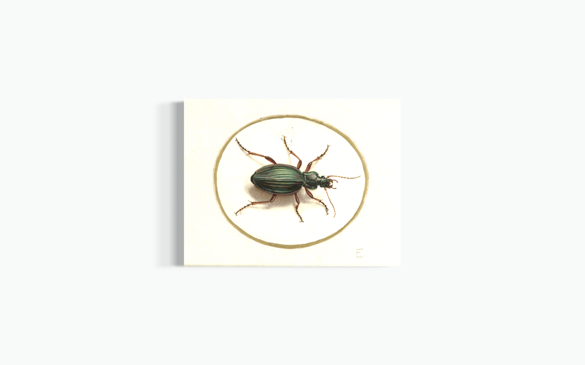 Canvas - Jan Augustin van der Goes Beetle